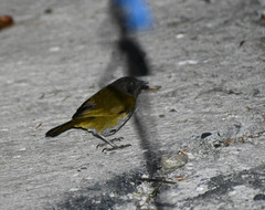 Chlorospingus flavopectus