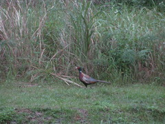 Phasianus colchicus formosanus