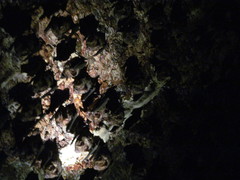 Hipposideros armiger terasensis