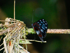 Oleria cyrene solida