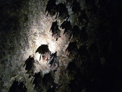 Hipposideros armiger terasensis