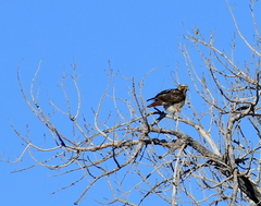 Buteo jamaicensis