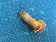 Boletus aurantiosplendens