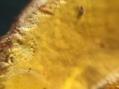 Boletus aurantiosplendens