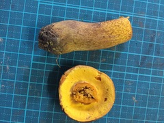Boletus aurantiosplendens