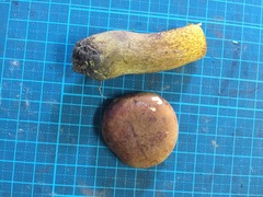 Boletus aurantiosplendens