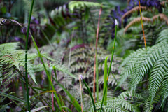 Eleocharis elegans