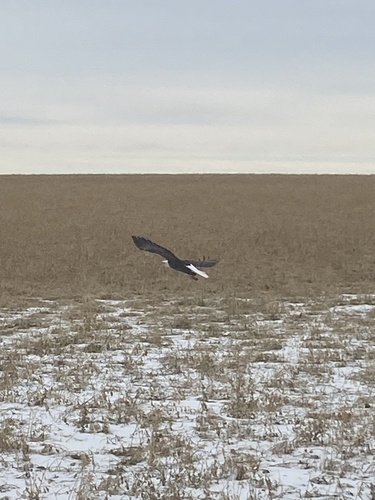 Bald Eagle