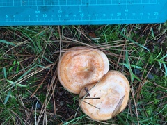 Lactarius akahatsu