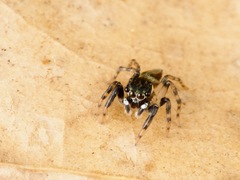 Kalcerrytus