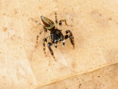 Kalcerrytus