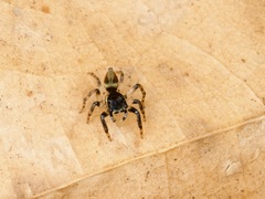 Kalcerrytus
