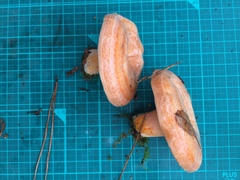 Lactarius akahatsu