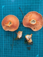 Lactarius akahatsu