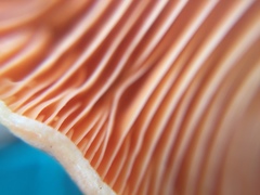 Lactarius akahatsu