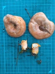 Lactarius akahatsu