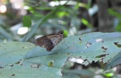 Calpodes longirostris