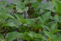 Rhyothemis phyllis apicalis