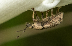 Chalepistes compressus