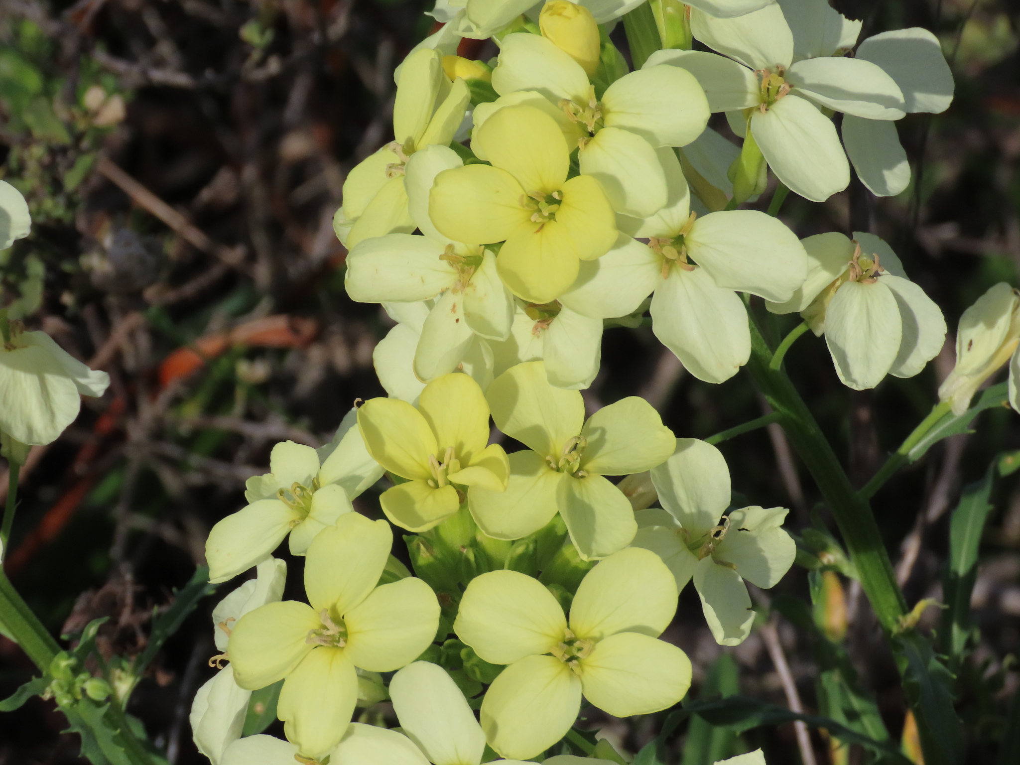 Erysimum franciscanum