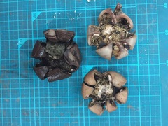 Geastrum triplex