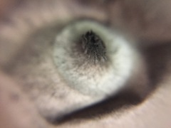Geastrum triplex