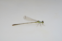 Agriocnemis exsudans