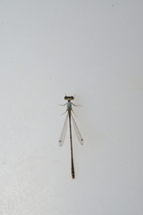 Agriocnemis exsudans