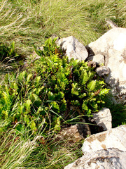 Asplenium obtusatum