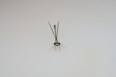 Agriocnemis exsudans