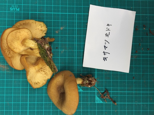 キサマツモドキ