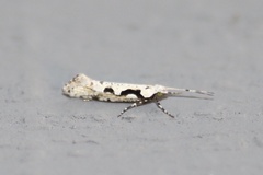 Rhigognostis interrupta