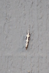 Rhigognostis interrupta