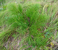 Aciphylla dieffenbachii