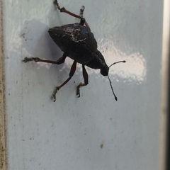 Megalometides discors