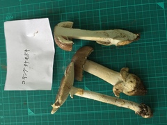 Amanita pseudoporphyria