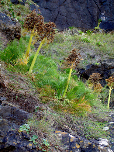 Aciphylla dieffenbachii (F.Muell.) Kirk