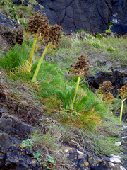 Aciphylla dieffenbachii