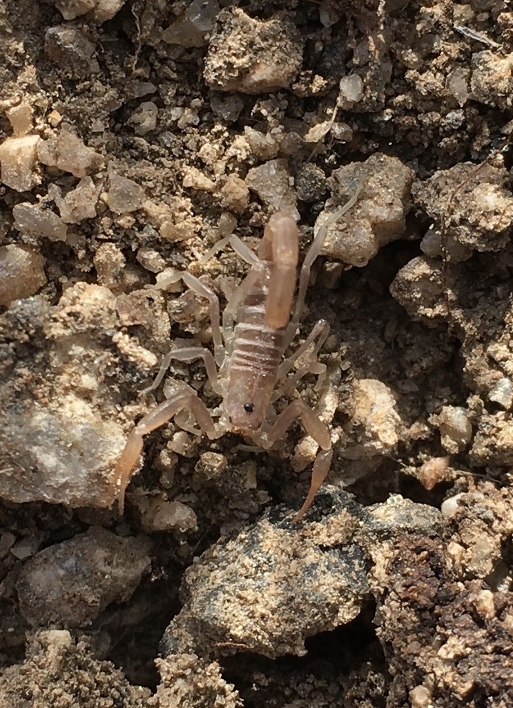 Dune Devil Scorpion from Indio, CA, US on December 12, 2020 at 10:12 AM ...