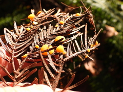 Phacidium abietinum