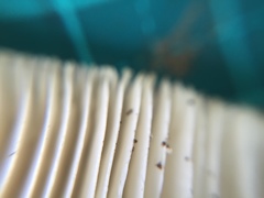 Amanita pseudoporphyria