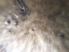 Amanita pseudoporphyria