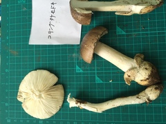 Amanita pseudoporphyria