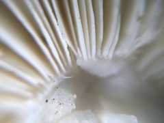 Amanita pseudoporphyria