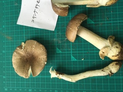 Amanita pseudoporphyria