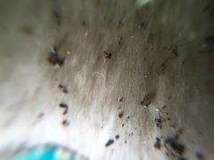 Amanita pseudoporphyria