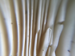 Amanita pseudoporphyria