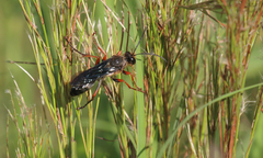 Sphex opacus