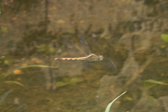 Erythrodiplax funerea