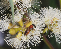 Euryglossa adelaidae